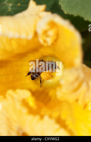 'Abeille à miel (Apis mellifera) sur Fleur de citrouille, Hokkaido, Japon, Asie Banque D'Images