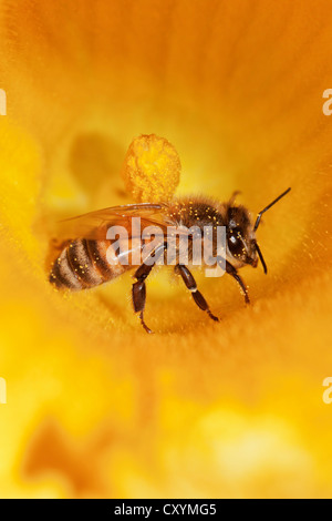 'Abeille à miel (Apis mellifera) sur Fleur de citrouille, Hokkaido, Japon, Asie Banque D'Images