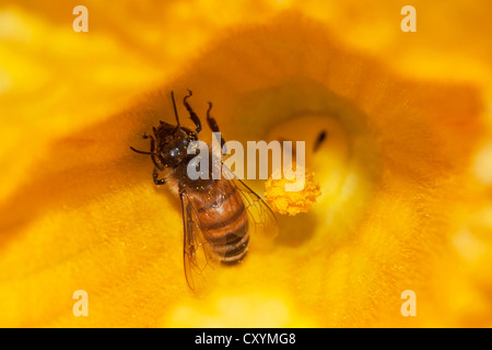 'Abeille à miel (Apis mellifera) sur Fleur de citrouille, Hokkaido, Japon, Asie Banque D'Images