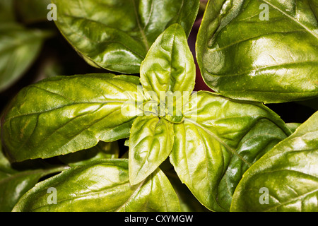 Basilic (Ocimum basilicum) Banque D'Images