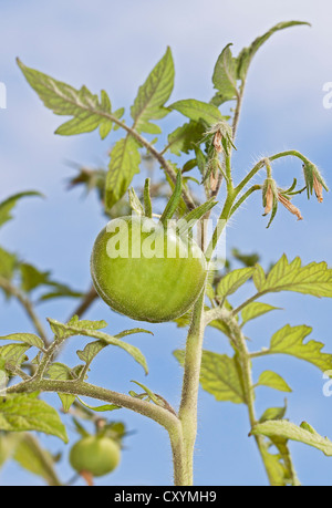 La tomate (Solanum lycopersicum), Harzer Riesen variété Banque D'Images