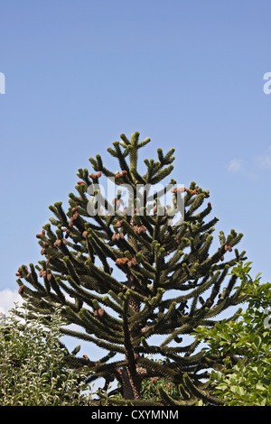 Monkey Puzzle chilien ou Arbre Arbre de queue de singe (Araucaria araucana), l'Amérique du Sud Banque D'Images