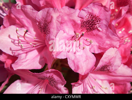 Le rhododendron, fleurs, rose, le pistil Banque D'Images