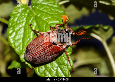 Cockchafer ou peut Bug (Melolontha melolontha) sur une feuille de menthe Banque D'Images