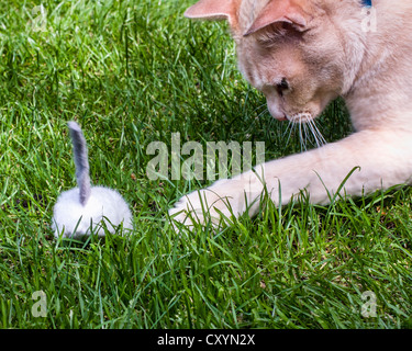 Birman rouge Chat jouant avec une souris jouet on grass