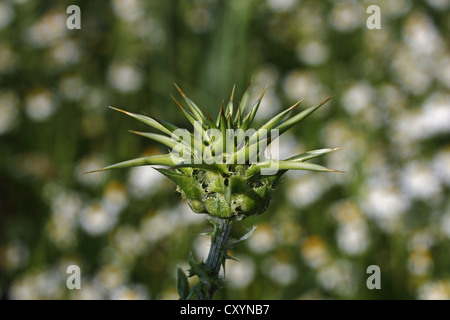 Le chardon-Marie (Silybum marianum ou Carduus marianus), Bud, Bade-Wurtemberg Banque D'Images