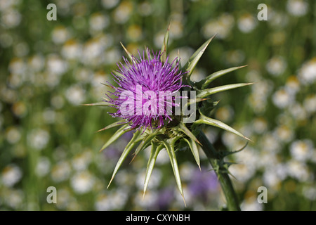 Le chardon-Marie (Silybum marianum ou Carduus marianus), Bade-Wurtemberg Banque D'Images