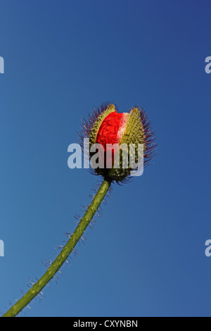 Les nouveaux bourgeons de pavot (Papaver sp.) Banque D'Images