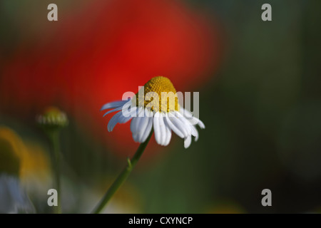 Fleurs de camomille (Matricaria chamomilla Matricaria recutita) ou Banque D'Images