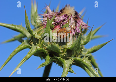 Carpocoris purpureipennis (bug Shield) sur un chardon Banque D'Images