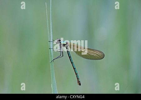 Vue de détail, macro, Belle Demoiselle (Calopteryx virgo), femme de roseaux, Ummendorfer Ried, en Haute Souabe, Bade-Wurtemberg Banque D'Images