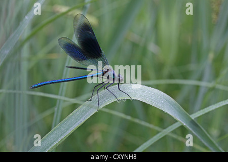 Belle Demoiselle (Calopteryx virgo), homme, la rosée du matin, sur des roseaux, Ummendorfer Ried Banque D'Images