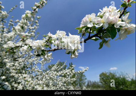 Fleurs d'un pommier (Malus sp.) Banque D'Images