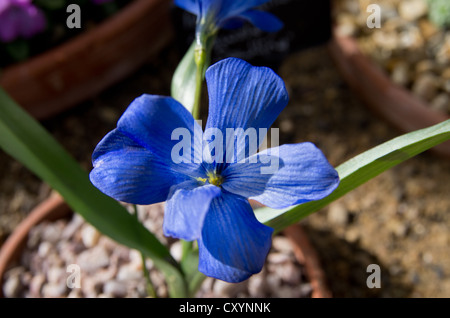 (Tecophilaea Cyanocrocus) Crocus bleu chilien Banque D'Images