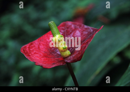 Flamingo fleur ou fleur d'Anthurium (garçon), Île de Mainau, Bade-Wurtemberg Banque D'Images