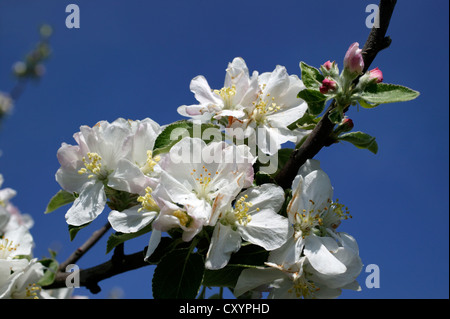 Fleurs d'un pommier (Malus sp.) Banque D'Images