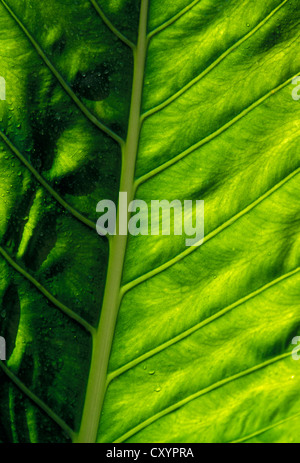 Feuilles vertes, feuilles, oreille d'usine, Novato, comté de Marin, en Californie, aux États-Unis, en Amérique du Nord Banque D'Images