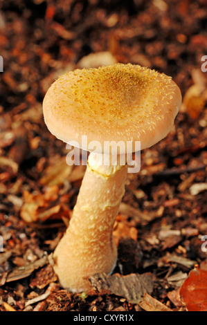 Champignons au miel (Armillaria Armillaria ostoyae, solidipes), Rhénanie du Nord-Westphalie Banque D'Images