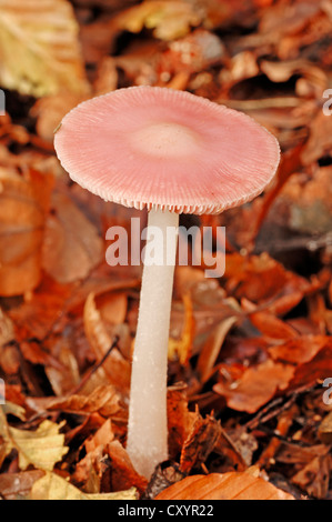 Bonnet rose (Mycena rosea, Mycena pura), Rhénanie du Nord-Westphalie Banque D'Images