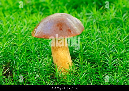 Bay Bolet (Boletus badius, Xerocomus badius), Gueldre, Pays-Bas, Europe Banque D'Images