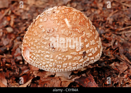 Le blush (Amanita rubescens), Gueldre, Pays-Bas, Europe Banque D'Images