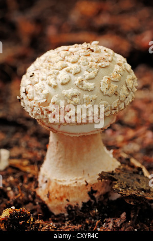 Le blush (Amanita rubescens), Gueldre, Pays-Bas, Europe Banque D'Images