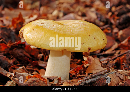 Russula jaune commun (Russula ochroleuca), Gueldre, Pays-Bas, Europe Banque D'Images