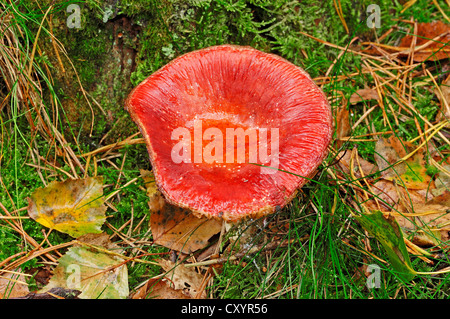 La Russula emetica (sickener), Gueldre, Pays-Bas, Europe Banque D'Images