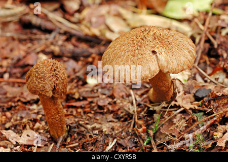 (Inocybe lacera Fibrecap déchiré), Gueldre, Pays-Bas, Europe Banque D'Images