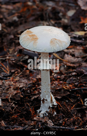 La mort de Faux cap (Amanita citrina var. alba), de champignons vénéneux, Gueldre, Pays-Bas, Europe Banque D'Images