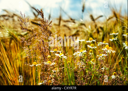 Les herbes folles et les marguerites (Leucanthemum vulgare) sur le bord d'un champ d'orge, Grevenbroich, Rhénanie du Nord-Westphalie Banque D'Images