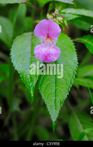 Casque de policier, Bobby tops, Balsamine de l'Himalaya (Impatiens glandulifera), oranger, Rhénanie du Nord-Westphalie Banque D'Images