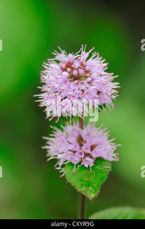 Menthe aquatique (Mentha aquatica), Rhénanie du Nord-Westphalie Banque D'Images