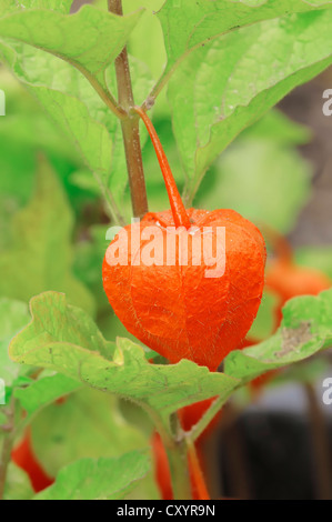 Lanterne chinoise Physalis franchetii (Physalis alkekengi), Banque D'Images