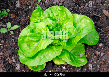 La laitue (Lactuca sativa var. capitata), Bergkamen, Rhénanie du Nord-Westphalie Banque D'Images