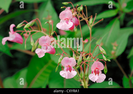 Balsamine de l'Himalaya, casque de policier, Bobby Impatiens glandulifera (TOPS), fleurs, Rhénanie du Nord-Westphalie Banque D'Images