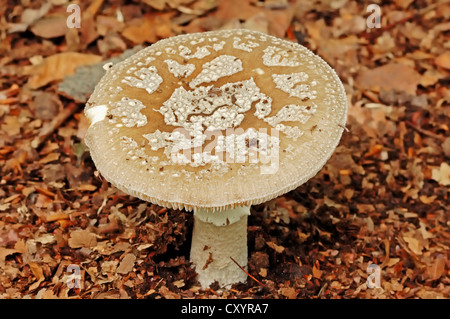 Le blush (Amanita rubescens), Rhénanie du Nord-Westphalie Banque D'Images