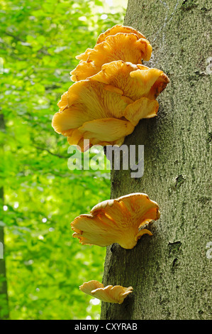 La pleurote (Pleurotus cornucopiae), Rhénanie du Nord-Westphalie Banque D'Images