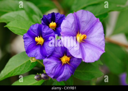 Bush de pommes de terre bleu (Solanum rantonnetii), fleurs, plantes ornementales, plantes de jardin Banque D'Images
