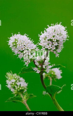 La menthe poivrée (Mentha x piperita), fleurs, Rhénanie du Nord-Westphalie Banque D'Images