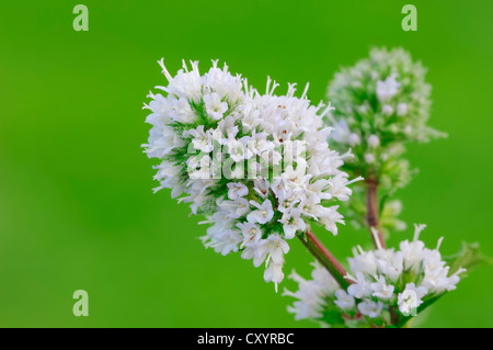 La menthe poivrée (Mentha x piperita), fleurs, Rhénanie du Nord-Westphalie Banque D'Images