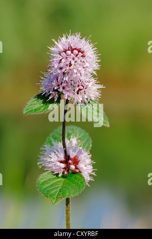 Menthe aquatique (Mentha aquatica), Rhénanie du Nord-Westphalie Banque D'Images