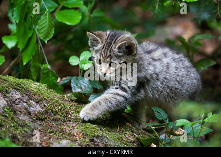 Jeune chat sauvage (Felis silvestris), Neuschoenau outdoor animal enclosure, Bavarian Forest, Bavaria, PublicGround Banque D'Images