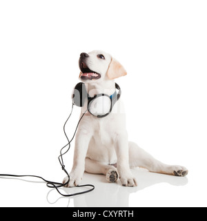 Beau Labrador retriever avec un stéthoscope sur son cou, isolated on white Banque D'Images
