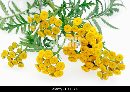 Tanaisie, boutons amer (Tanacetum vulgare), la floraison Banque D'Images