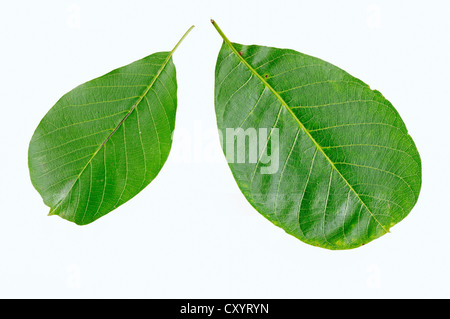 Le Persan, anglais noyer noyer (Juglans regia), feuilles Banque D'Images