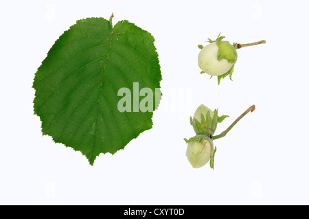 Le noisetier commun (Corylus avellana), une noisette et de feuilles Banque D'Images