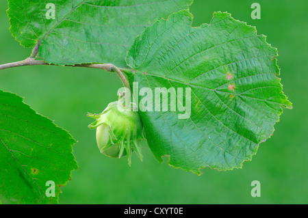 Le noisetier commun (Corylus avellana), une Noisette et une feuille, Rhénanie du Nord-Westphalie Banque D'Images