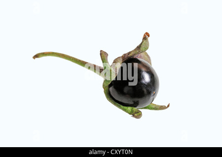 Belladonna, devil's baies, cerises mort (Atropa belladonna), plante toxique et de plantes médicinales Banque D'Images