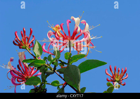 Perfoliate chèvrefeuille (Lonicera caprifolium), fleurs, plantes ornementales, Rhénanie du Nord-Westphalie Banque D'Images